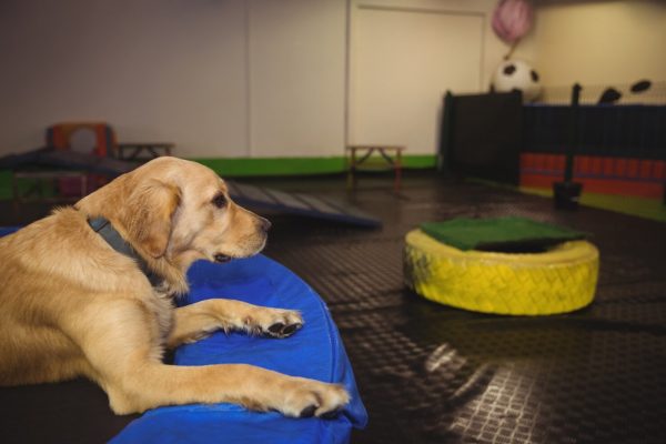 Hotel para perros y gatos