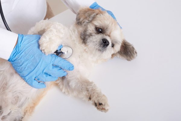 veterinario